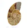 Fossiele ammoniet uit Mahajanga: Mineral Balance - 2