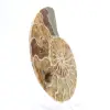 Fossiele ammoniet uit Mahajanga: Mineral Balance - 3