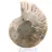 Fossiele ammoniet uit Mahajanga: Mineral Balance