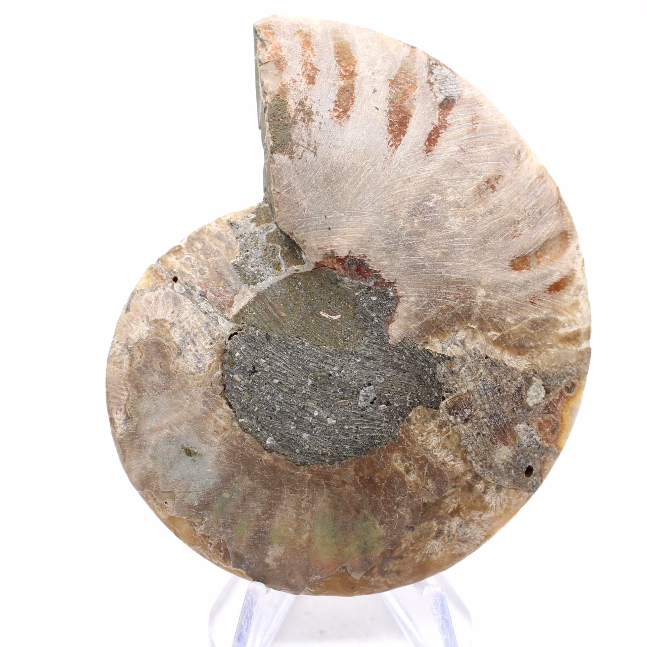 Fossiele ammoniet uit Mahajanga: Mineral Balance