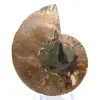 Ammoniet uit Madagaskar: ritme en sedimentatie - 0