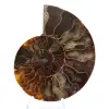 Ammoniet uit Madagaskar: ritme en sedimentatie - 1