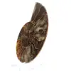 Ammoniet uit Madagaskar: ritme en sedimentatie - 2