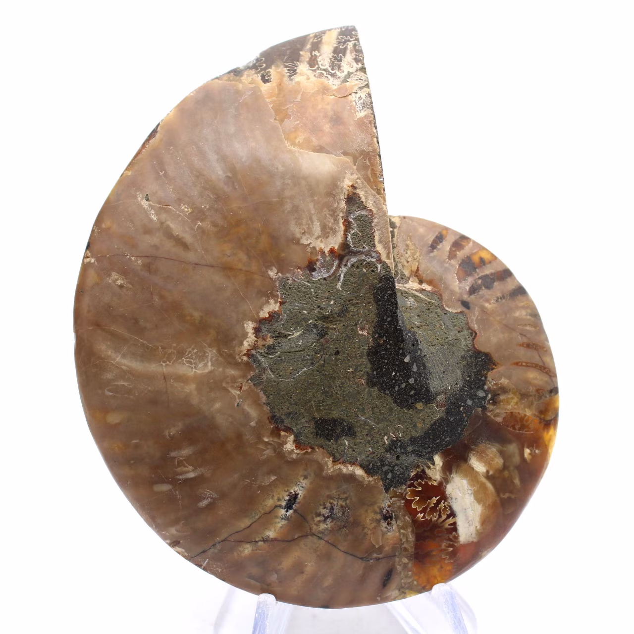 Ammoniet uit Madagaskar: ritme en sedimentatie