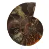 Gepolijst ammonietfossiel: dichtheid en details - 1