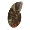 Gepolijst ammonietfossiel: dichtheid en details - 2