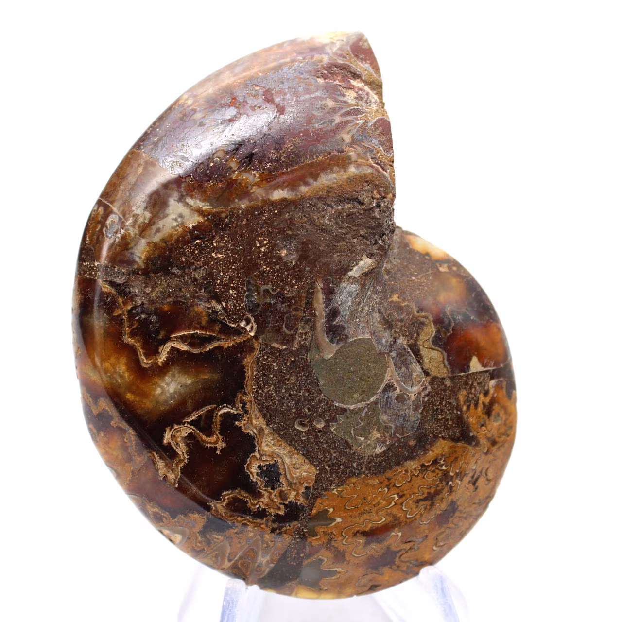 Ammoniet uit Madagaskar: Minerale zuiverheid