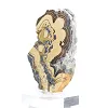 Poolse schalenblende, tweekleurige plak op doorzichtige voet - 4