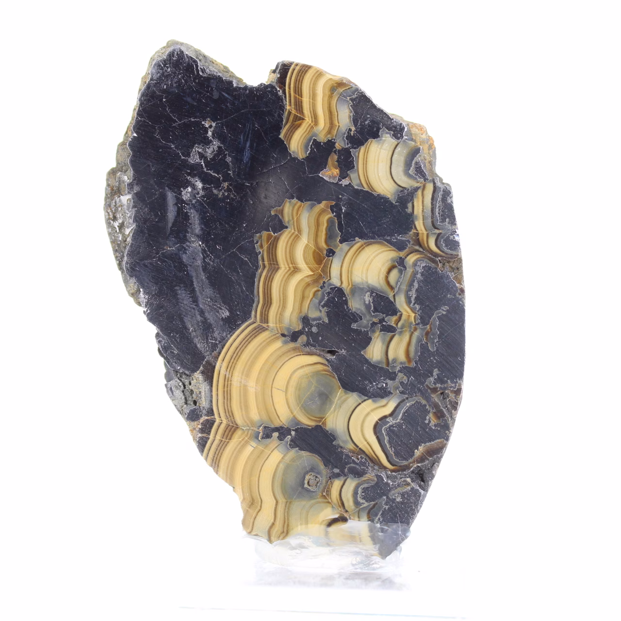 Schalenblende uit Polen, ruwe en gepolijste minerale plak