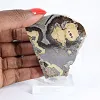 Schalenblende uit Polen, tweezijdig op doorzichtige voet - 1
