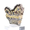 Poolse schalenblende, ruw en gepolijst, pronkstuk - 4