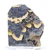 Poolse schalenblende op voet, plak van 240 g - 0