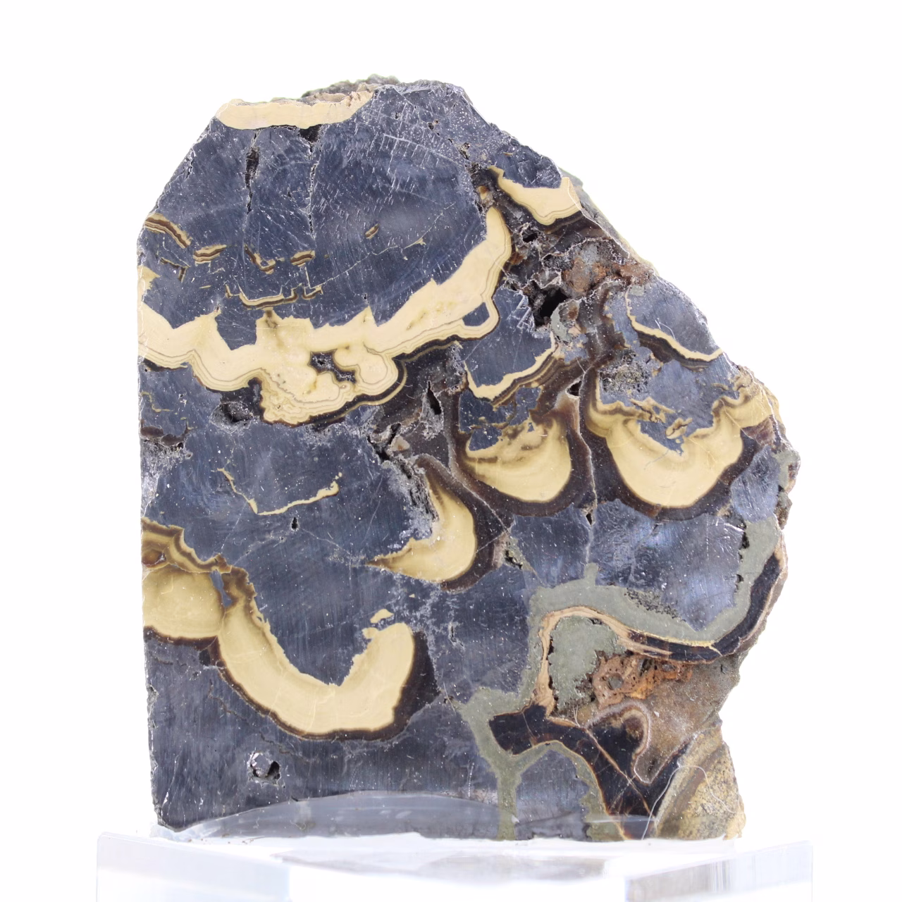 Poolse schalenblende op voet, plak van 240 g