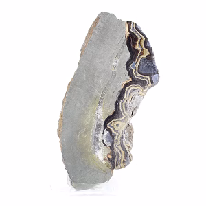 Poolse schalenblende, langwerpige plak op acrylen voet