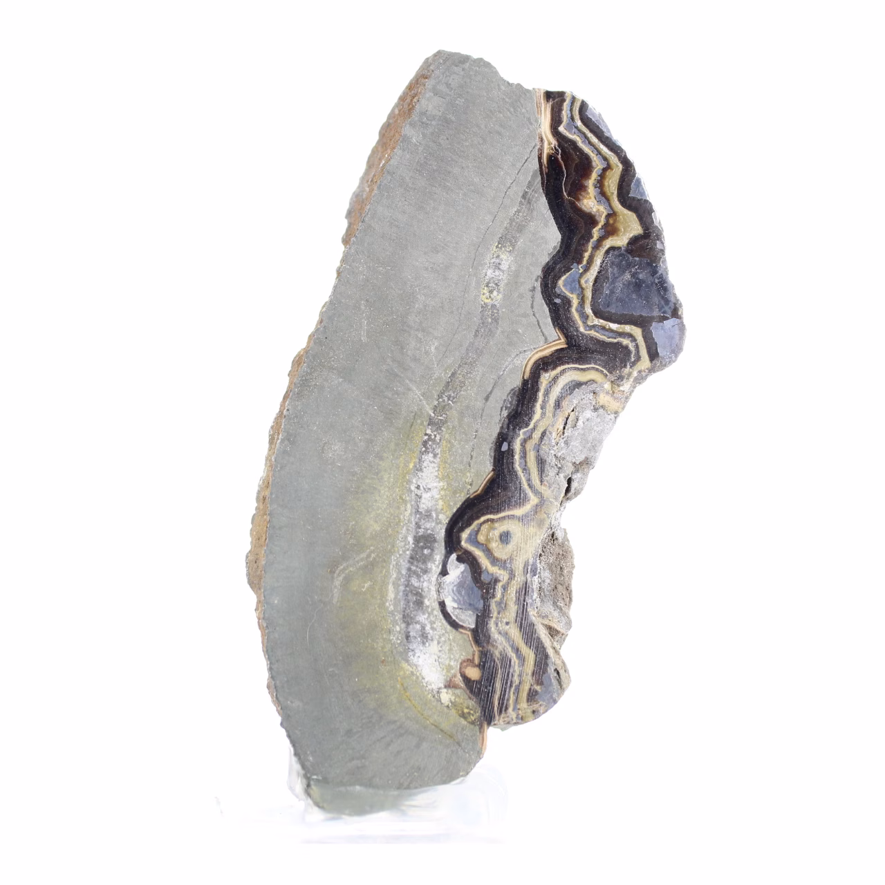 Poolse schalenblende, langwerpige plak op acrylen voet