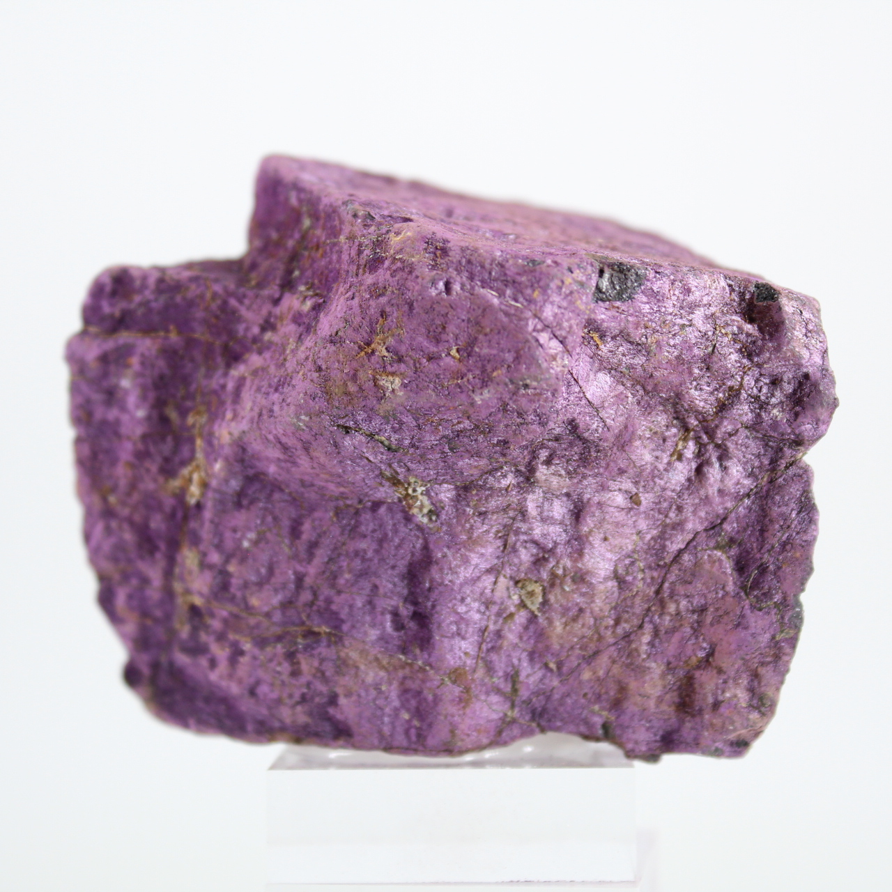 Specimen ruwe purpuriet uit Portugal op standaard