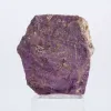 Ruwe Portugese purpuriet – Natuurlijk specimen voor verzameling - 0