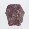 Ruwe Portugese purpuriet – Natuurlijk specimen voor verzameling - 3